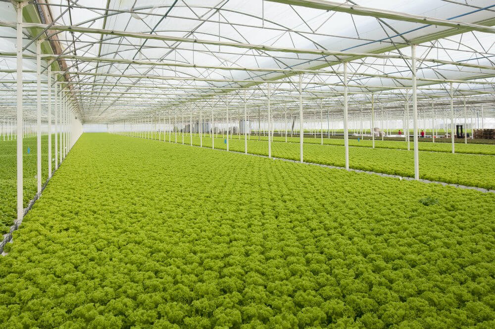 Galpões de lona para o agronegócio: como protegem o seu negócio? - Galpões de